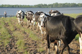 Nate with walking cows