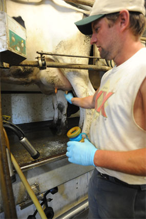 Nate examining cow