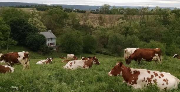 image for Hameau Farm in the Big Valley