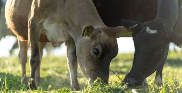 image for SpringWood Organic Farm