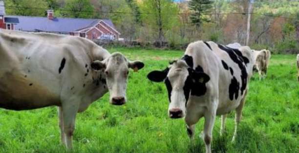 image for Stonewall Farm