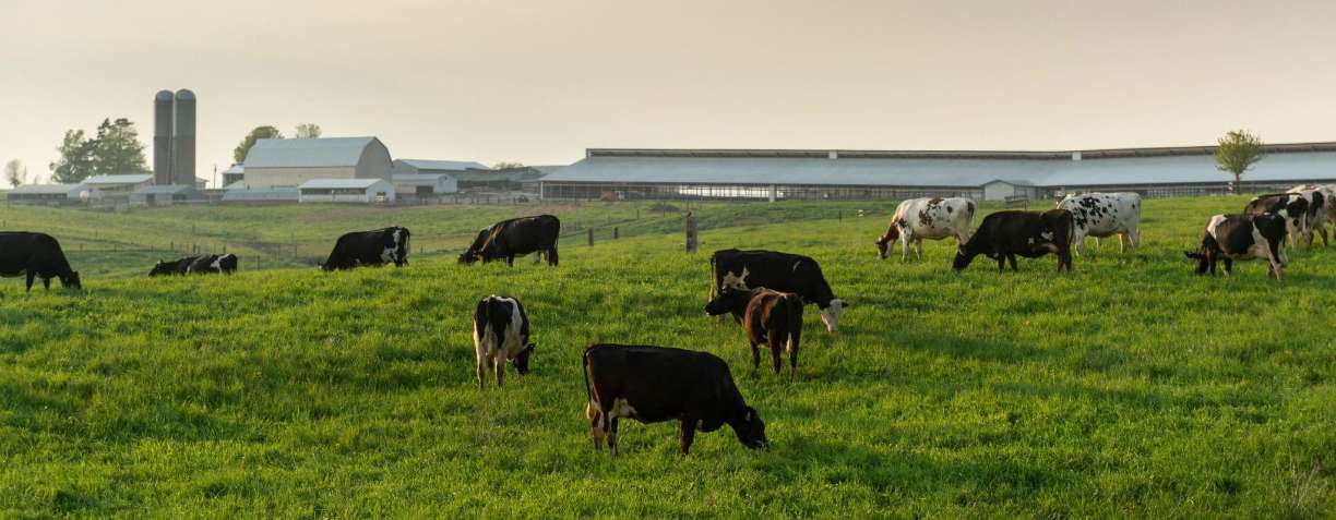 banner image for Tranel Family Farms, LLC
