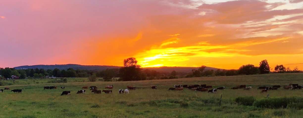 banner image for Leon Atwell Farm/Grassy Cow Dairy