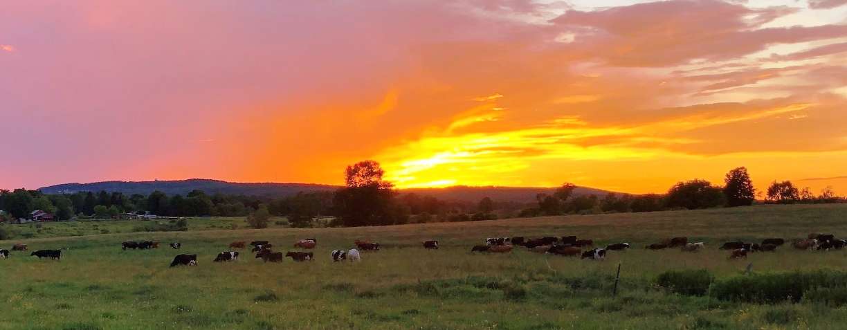 banner image for Leon Atwell Farm/Grassy Cow Dairy