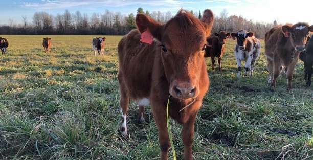 image for Leon Atwell Farm/Grassy Cow Dairy