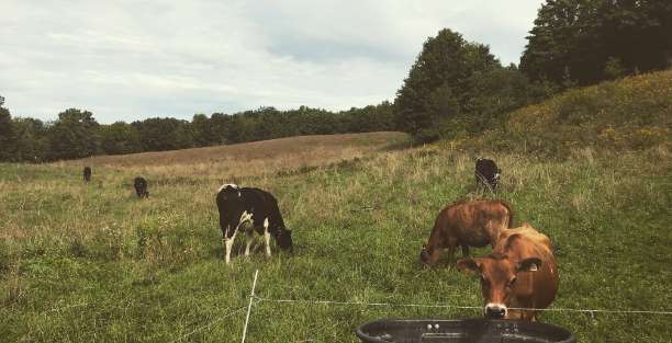 image for Chaseholm Farm