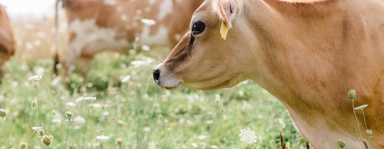 banner image for Creambrook Farm