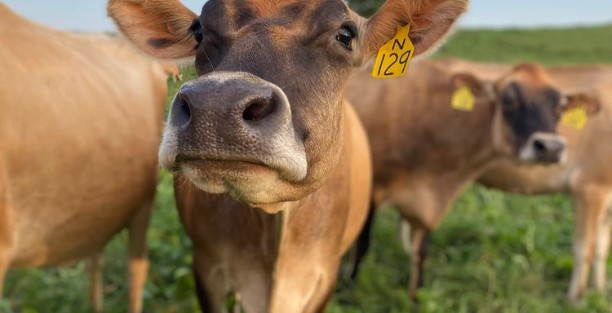 image for Creambrook Farm