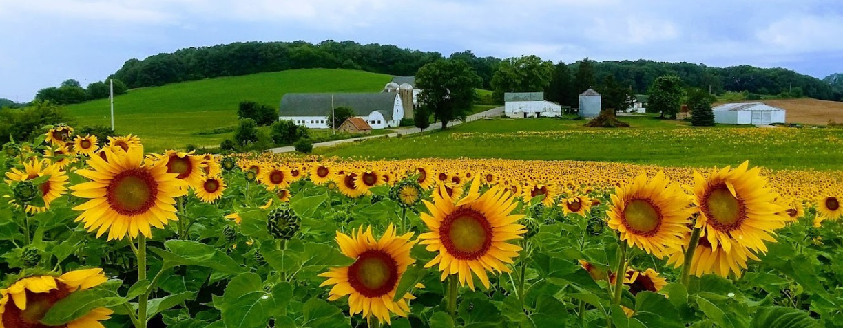 banner image for Gwenyn Hill Farm